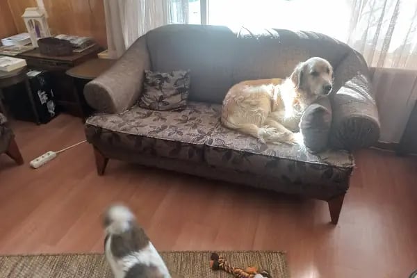 Bodrum Veteriner PetTerapi Veteriner Kliniği - Resim 8