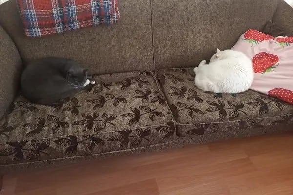 Bodrum Veteriner PetTerapi Veteriner Kliniği - Resim 5