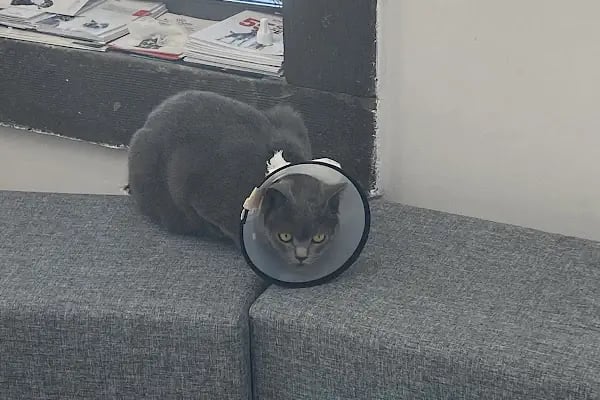Bodrum Veteriner PetTerapi Veteriner Kliniği - Resim 10