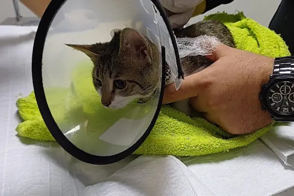 Pet-Ra Veteriner Kliniği - Resim 6