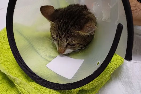 Pet-Ra Veteriner Kliniği - Resim 11