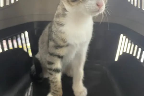 Pet-Ra Veteriner Kliniği - Resim 19