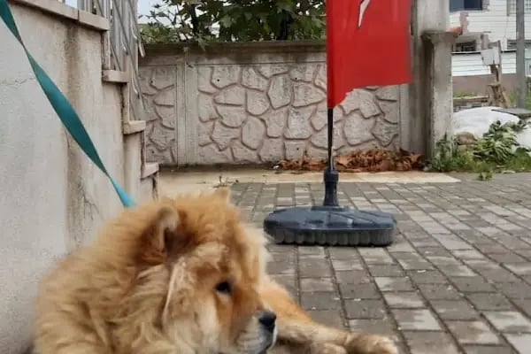 SERRA VETERİNER KLİNİĞİ - Resim 7