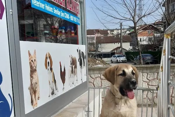 SERRA VETERİNER KLİNİĞİ - Resim 2