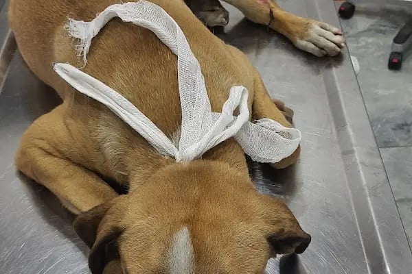 Peti veteriner kliniği - Resim 2