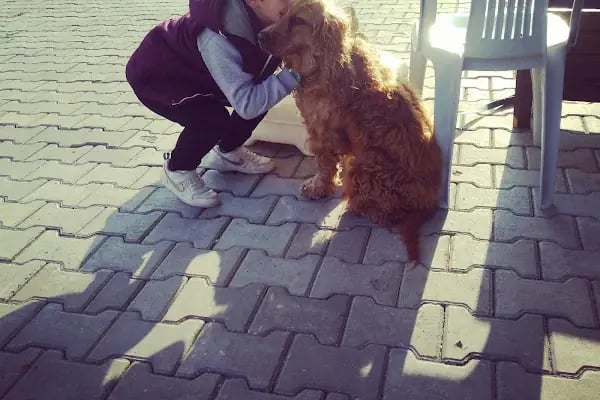 Peti veteriner kliniği - Resim 4