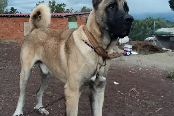 Pet 224 Veteriner Kliniği | 7/24 Acil Veteriner | Nöbetçi Veteriner | Beşevler Veteriner | Nilüfer Veteriner - Resim 16