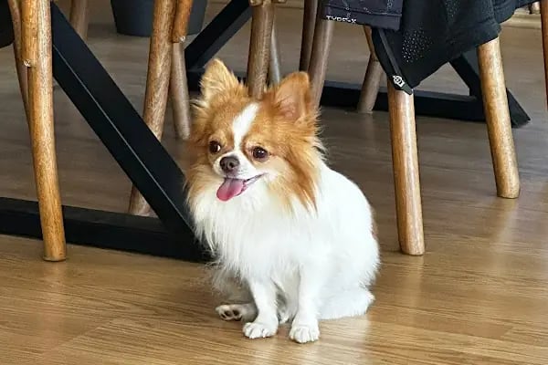 Pet 224 Veteriner Kliniği | 7/24 Acil Veteriner | Nöbetçi Veteriner | Beşevler Veteriner | Nilüfer Veteriner - Resim 12