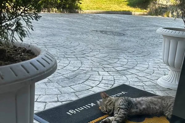 Pet 224 Veteriner Kliniği | 7/24 Acil Veteriner | Nöbetçi Veteriner | Beşevler Veteriner | Nilüfer Veteriner - Resim 7