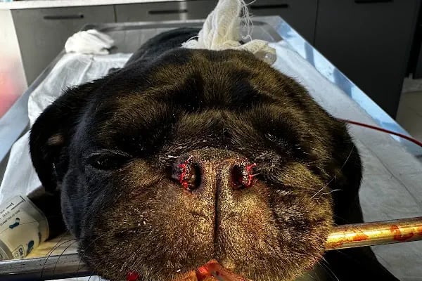 Pet 224 Veteriner Kliniği | 7/24 Acil Veteriner | Nöbetçi Veteriner | Beşevler Veteriner | Nilüfer Veteriner - Resim 6
