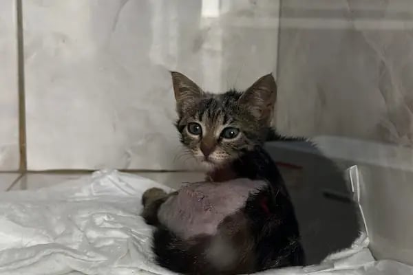 Pet 224 Veteriner Kliniği | 7/24 Acil Veteriner | Nöbetçi Veteriner | Beşevler Veteriner | Nilüfer Veteriner - Resim 3
