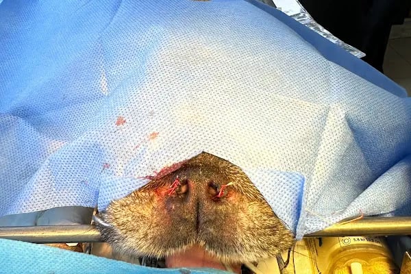 Pet 224 Veteriner Kliniği | 7/24 Acil Veteriner | Nöbetçi Veteriner | Beşevler Veteriner | Nilüfer Veteriner - Resim 18