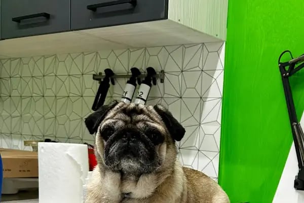 Pet 224 Veteriner Kliniği | 7/24 Acil Veteriner | Nöbetçi Veteriner | Beşevler Veteriner | Nilüfer Veteriner - Resim 19