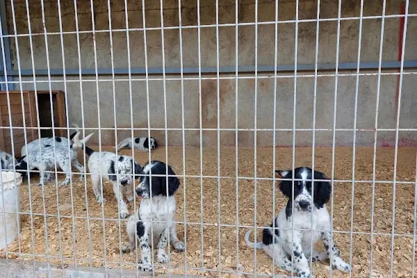 Pet 224 Veteriner Kliniği | 7/24 Acil Veteriner | Nöbetçi Veteriner | Beşevler Veteriner | Nilüfer Veteriner - Resim 8