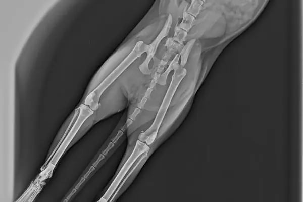 Pet 224 Veteriner Kliniği | 7/24 Acil Veteriner | Nöbetçi Veteriner | Beşevler Veteriner | Nilüfer Veteriner - Resim 2