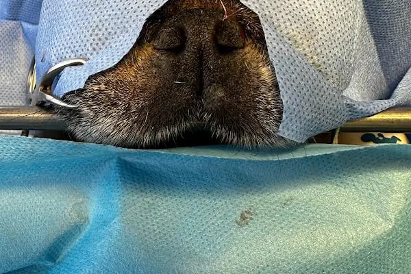 Pet 224 Veteriner Kliniği | 7/24 Acil Veteriner | Nöbetçi Veteriner | Beşevler Veteriner | Nilüfer Veteriner - Resim 13