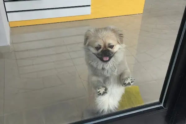 Pet 224 Veteriner Kliniği | 7/24 Acil Veteriner | Nöbetçi Veteriner | Beşevler Veteriner | Nilüfer Veteriner - Resim 15