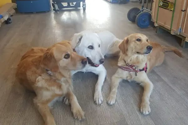 Pet 224 Veteriner Kliniği | 7/24 Acil Veteriner | Nöbetçi Veteriner | Beşevler Veteriner | Nilüfer Veteriner - Resim 14