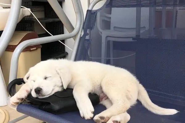 Pet 224 Veteriner Kliniği | 7/24 Acil Veteriner | Nöbetçi Veteriner | Beşevler Veteriner | Nilüfer Veteriner - Resim 17