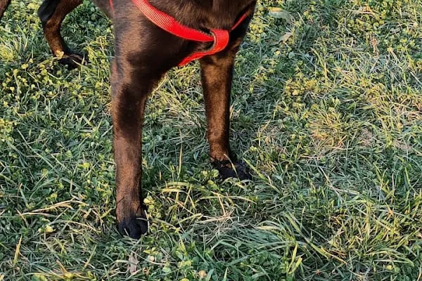 Pet 224 Veteriner Kliniği | 7/24 Acil Veteriner | Nöbetçi Veteriner | Beşevler Veteriner | Nilüfer Veteriner - Resim 9
