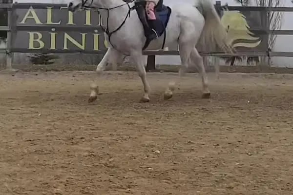 Altınyele Binicilik - Resim 6