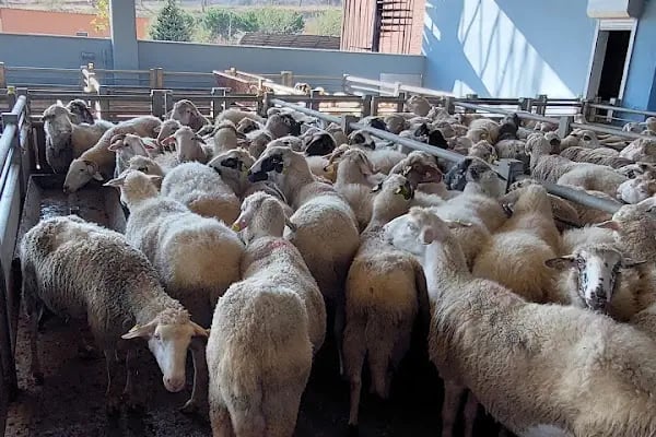 ÖLMEZLER ET ENTEGRE TESİSLERİ - Resim 9