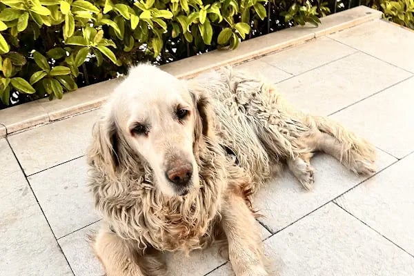 Can Veteriner Sağlık Merkezi - Resim 16
