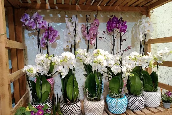Elit Butik Çiçekçilik - Resim 15