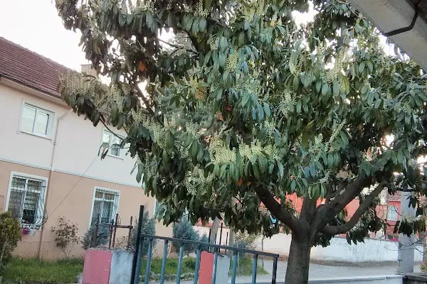 Hendek Bld Mezarlığı - Resim 7