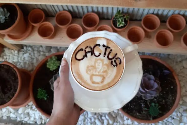 coffee cactus - Resim 3