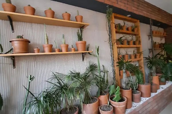 coffee cactus - Resim 6