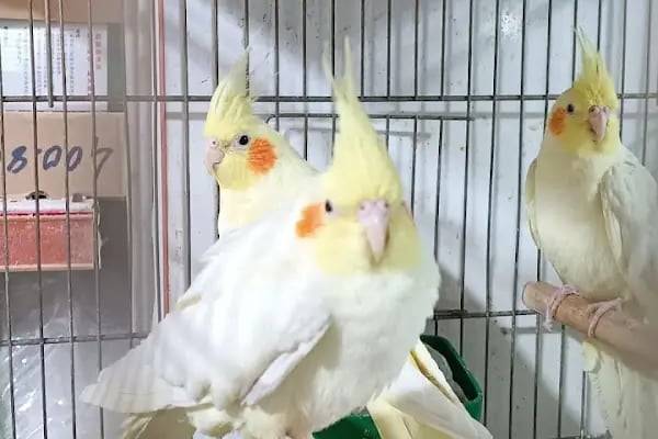 Yalçın Akvaryum &amp; Pet Shop - Resim 4