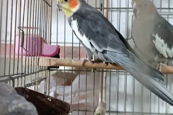 Yalçın Akvaryum &amp; Pet Shop - Resim 20