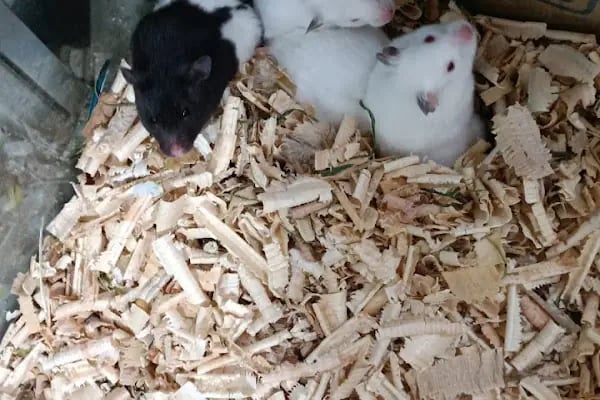 Yalçın Akvaryum &amp; Pet Shop - Resim 8