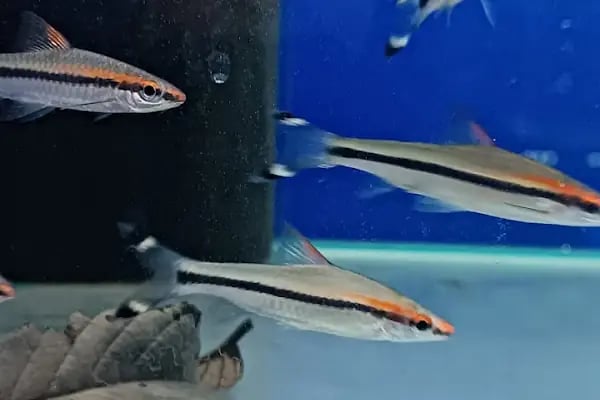 Yalçın Akvaryum &amp; Pet Shop - Resim 16