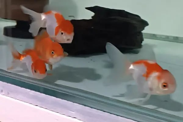 Yalçın Akvaryum &amp; Pet Shop - Resim 1