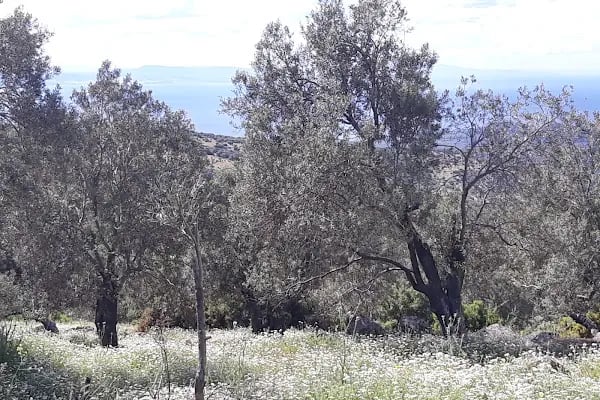 DİKİLİ PAPAYA BUNGALOV EVLERİ - Resim 2