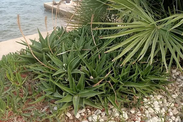 Bodrum Belediyesi Halk Plajı - Resim 16