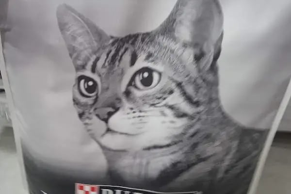 Hülyam Petshop - Resim 6