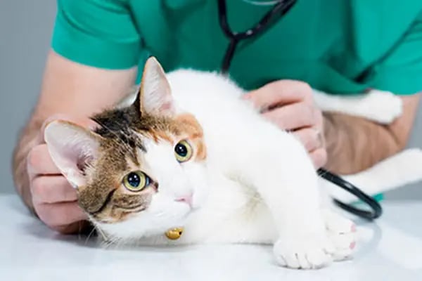 Petopya Veteriner Kliniği - Resim 4