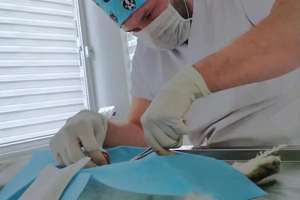 Can Dostum Veteriner Kliniği - Resim 6