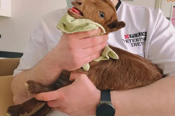Can Dostum Veteriner Kliniği - Resim 18