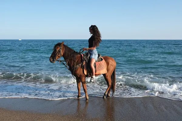 Rodeo Horse Club - Resim 2
