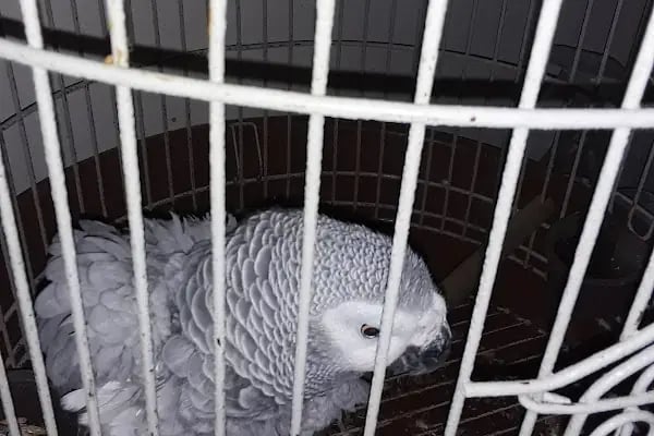 Yaren Pet Shop Alo Mama Hattı - Resim 10