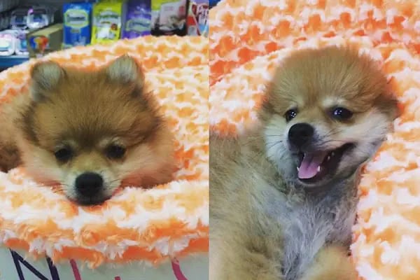 Yaren Pet Shop Alo Mama Hattı - Resim 3