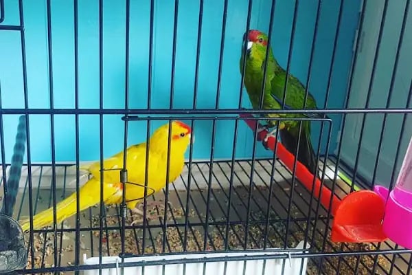 Yaren Pet Shop Alo Mama Hattı - Resim 8