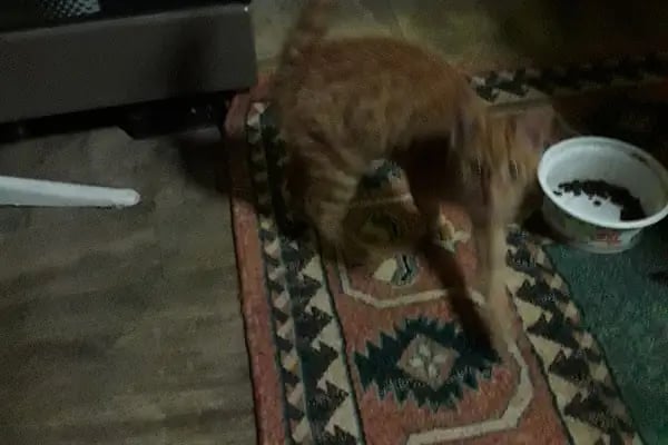 Yaren Pet Shop Alo Mama Hattı - Resim 9