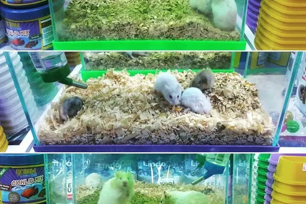 Yaren Pet Shop Alo Mama Hattı - Resim 6