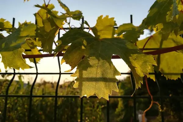 Trakya Üniversitesi Balkan Kongre Mer. - Resim 12