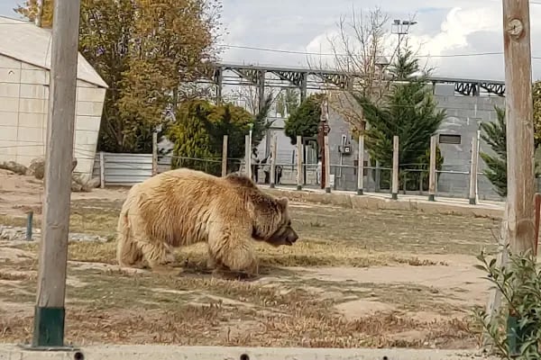 Kayseri Hayvanat Bahçesi - Resim 6